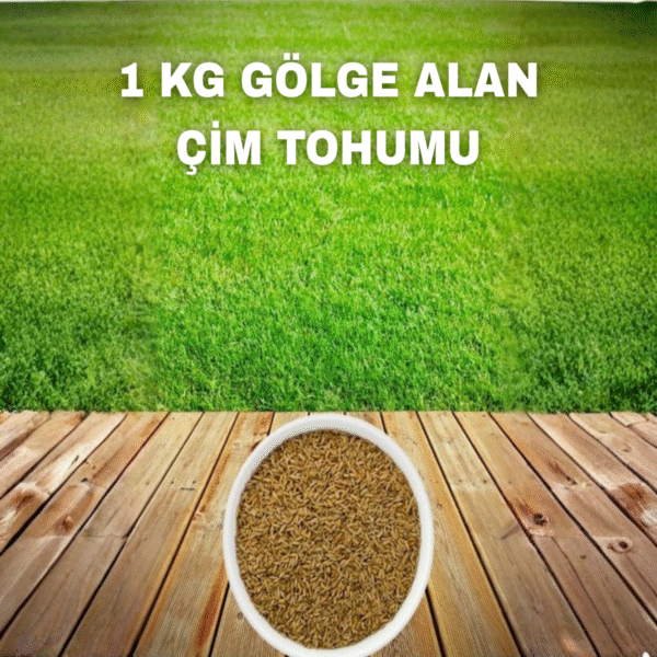 1KG GÖLGE ALAN ÇİM TOHUMU